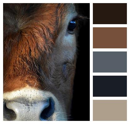 Ruminant Cattle Closeup Agriculture Animal Cow Farm Yard Farm Animal Country Life Image